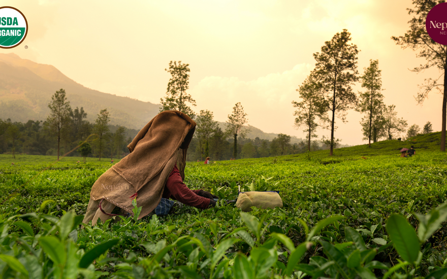 Why Choose USDA Organic Certified Tea?