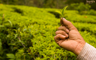 The Health Benefits of Drinking Nepal Tea