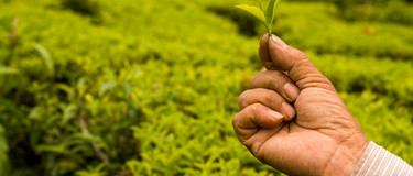 The Health Benefits of Drinking Nepal Tea